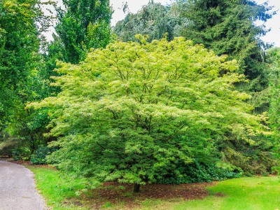 Acer palmatum verde