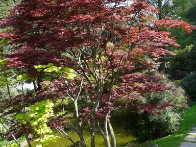 Acer palmatum rosso